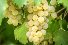 Chardonnay Wine Making Kits