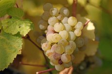 Sauvignon Blanc Wine Kits