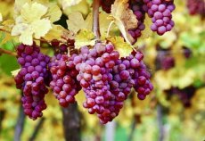 Pinot Grigio Wine Kits