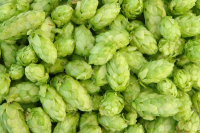 hops
