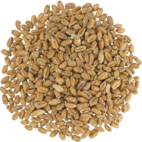 Wheat Malt 500g  Thomas Fawcett Crushed or Uncrushed Grain