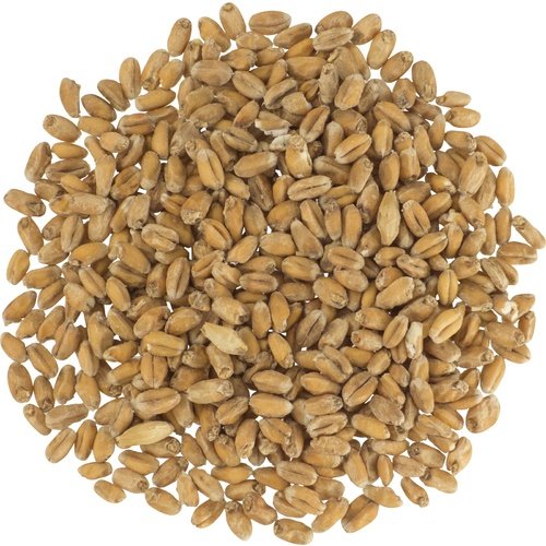 Pale Wheat Malt Crushed Grain 500g